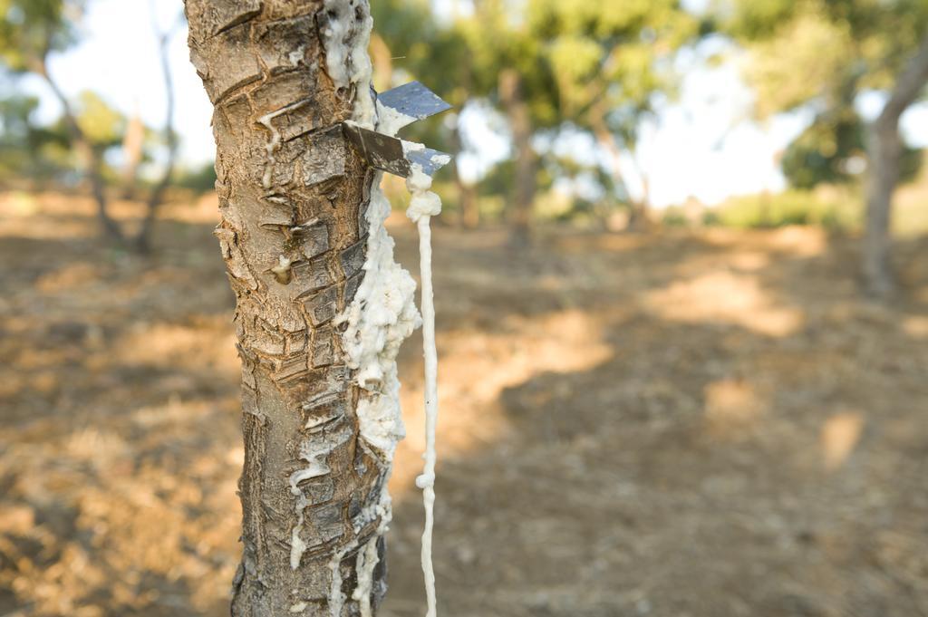 La Manna Di Zabbra Affittacamere Pollina Camera foto